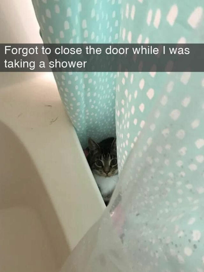 Cats Really Said “Catch Me Being Weird” In These 77 Out-Of-Context Photos Cats Really Said “Catch Me Being Weird” In These 77 Out-Of-Context Photos