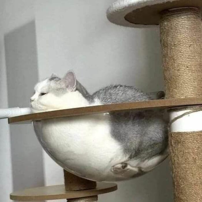 Cats Really Said “Catch Me Being Weird” In These 77 Out-Of-Context Photos Cats Really Said “Catch Me Being Weird” In These 77 Out-Of-Context Photos