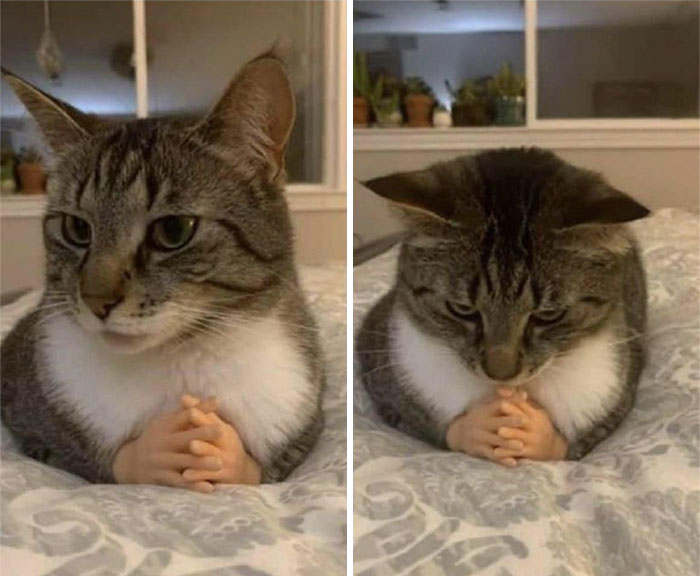 Cats Really Said “Catch Me Being Weird” In These 77 Out-Of-Context Photos Cats Really Said “Catch Me Being Weird” In These 77 Out-Of-Context Photos
