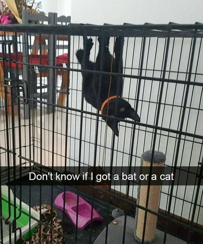 Cats Really Said “Catch Me Being Weird” In These 77 Out-Of-Context Photos Cats Really Said “Catch Me Being Weird” In These 77 Out-Of-Context Photos