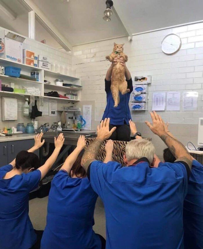 Cats Really Said “Catch Me Being Weird” In These 77 Out-Of-Context Photos Cats Really Said “Catch Me Being Weird” In These 77 Out-Of-Context Photos
