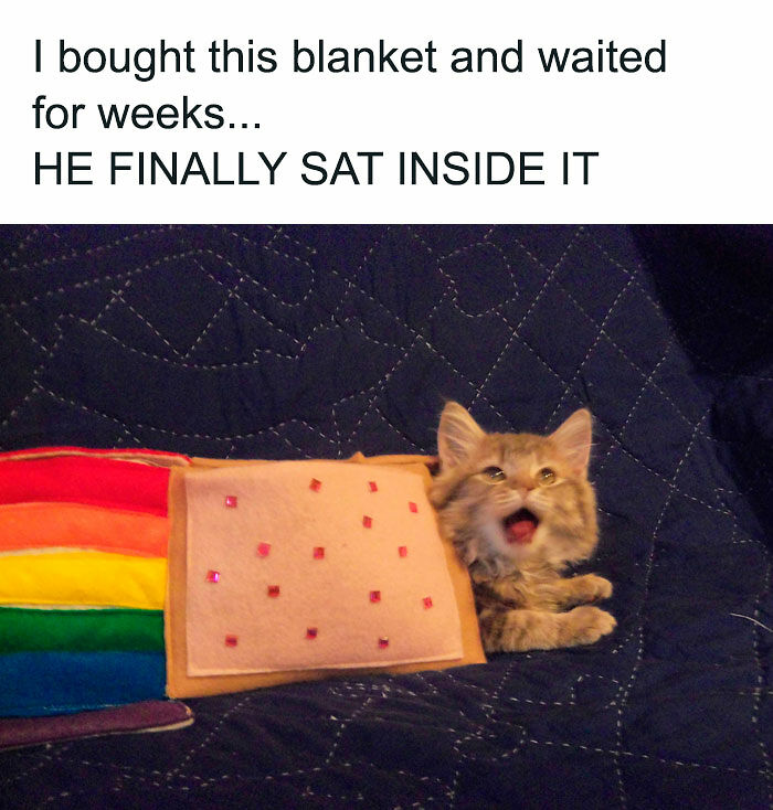 Cats Really Said “Catch Me Being Weird” In These 77 Out-Of-Context Photos Cats Really Said “Catch Me Being Weird” In These 77 Out-Of-Context Photos