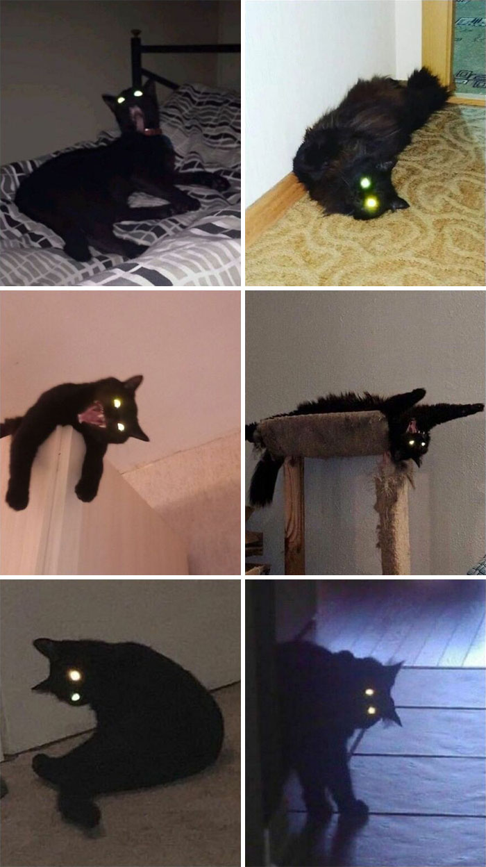 Cats Really Said “Catch Me Being Weird” In These 77 Out-Of-Context Photos Cats Really Said “Catch Me Being Weird” In These 77 Out-Of-Context Photos