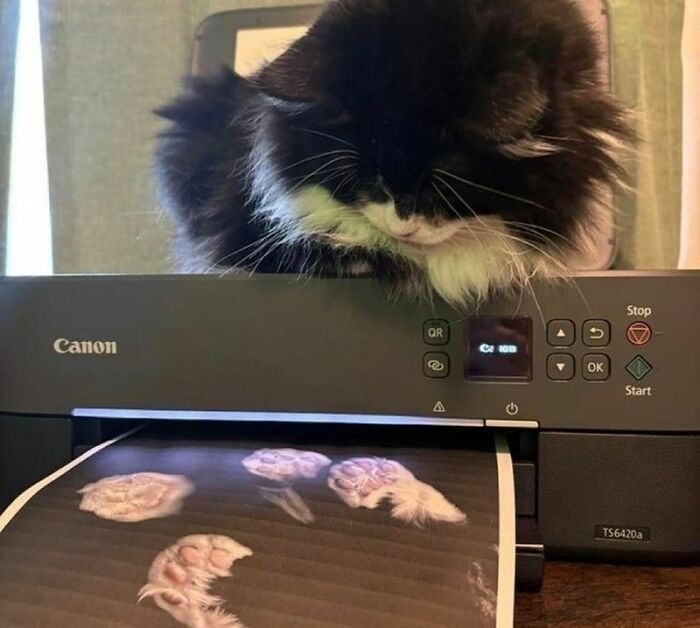 Cats Really Said “Catch Me Being Weird” In These 77 Out-Of-Context Photos Cats Really Said “Catch Me Being Weird” In These 77 Out-Of-Context Photos