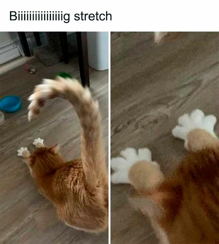 Cats Really Said “Catch Me Being Weird” In These 77 Out-Of-Context Photos Cats Really Said “Catch Me Being Weird” In These 77 Out-Of-Context Photos