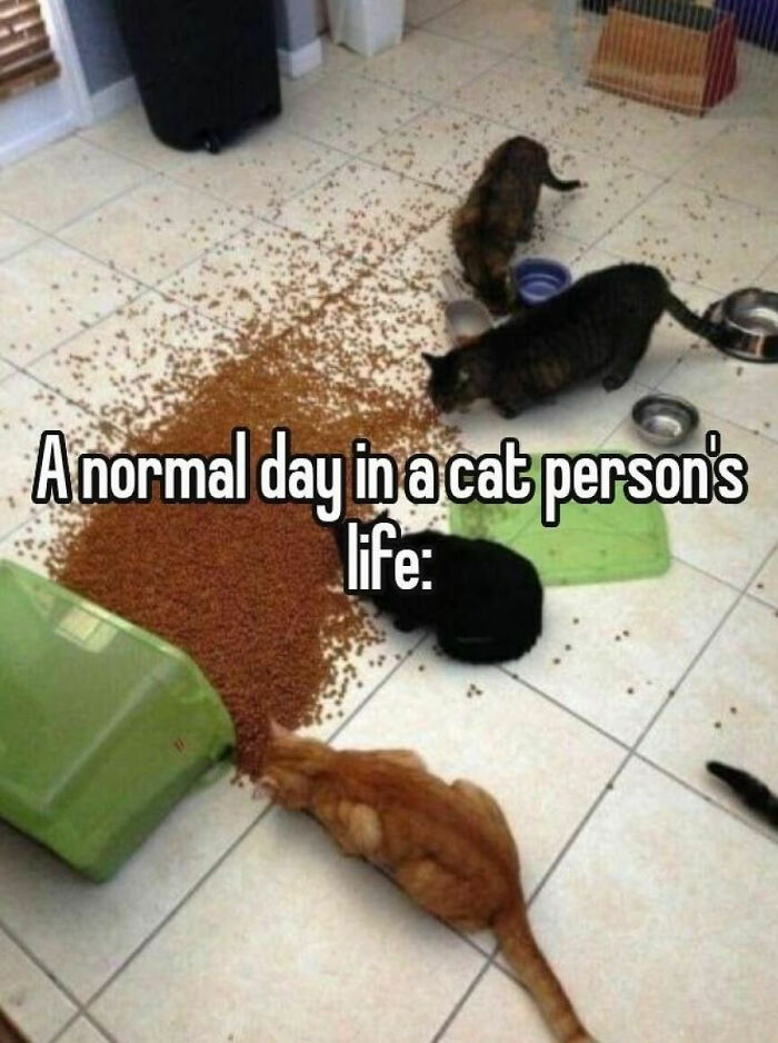 Cats Really Said “Catch Me Being Weird” In These 77 Out-Of-Context Photos Cats Really Said “Catch Me Being Weird” In These 77 Out-Of-Context Photos