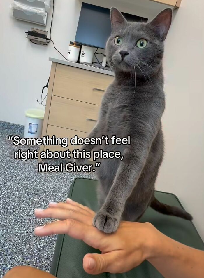 Cats Really Said “Catch Me Being Weird” In These 77 Out-Of-Context Photos Cats Really Said “Catch Me Being Weird” In These 77 Out-Of-Context Photos
