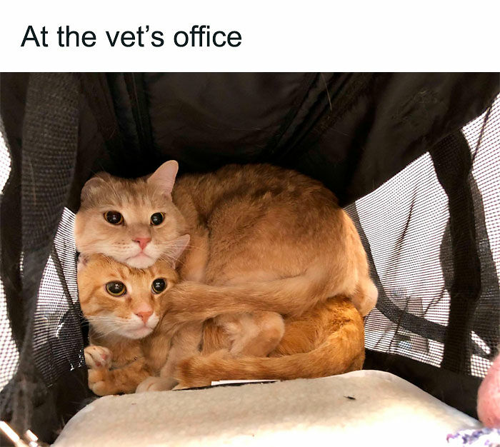 Cats Really Said “Catch Me Being Weird” In These 77 Out-Of-Context Photos Cats Really Said “Catch Me Being Weird” In These 77 Out-Of-Context Photos