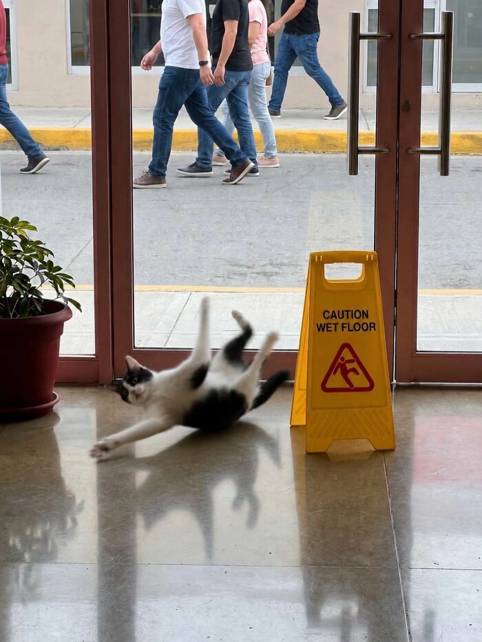 Cats Really Said “Catch Me Being Weird” In These 77 Out-Of-Context Photos Cats Really Said “Catch Me Being Weird” In These 77 Out-Of-Context Photos