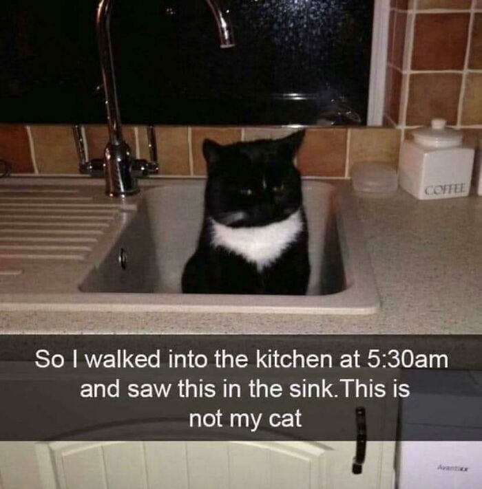 Cats Really Said “Catch Me Being Weird” In These 77 Out-Of-Context Photos Cats Really Said “Catch Me Being Weird” In These 77 Out-Of-Context Photos