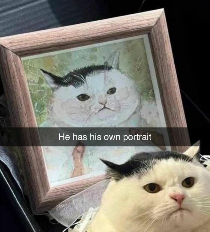Cats Really Said “Catch Me Being Weird” In These 77 Out-Of-Context Photos Cats Really Said “Catch Me Being Weird” In These 77 Out-Of-Context Photos
