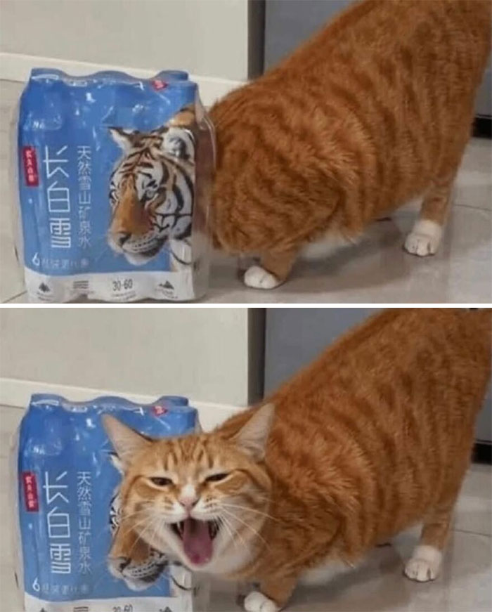 Cats Really Said “Catch Me Being Weird” In These 77 Out-Of-Context Photos Cats Really Said “Catch Me Being Weird” In These 77 Out-Of-Context Photos
