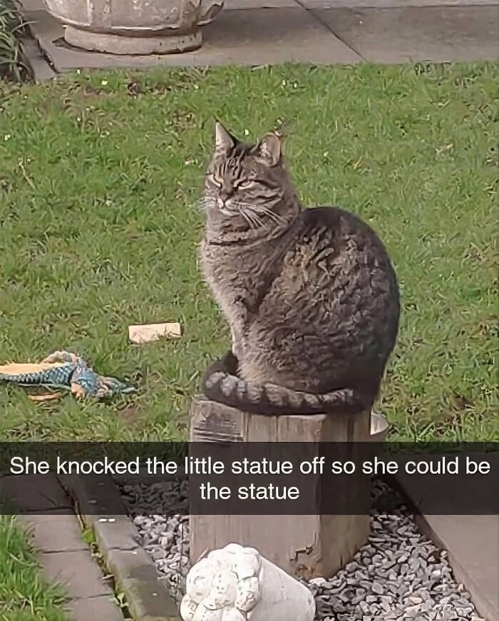 Cats Really Said “Catch Me Being Weird” In These 77 Out-Of-Context Photos Cats Really Said “Catch Me Being Weird” In These 77 Out-Of-Context Photos