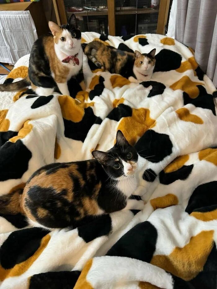 Cats Really Said “Catch Me Being Weird” In These 77 Out-Of-Context Photos Cats Really Said “Catch Me Being Weird” In These 77 Out-Of-Context Photos