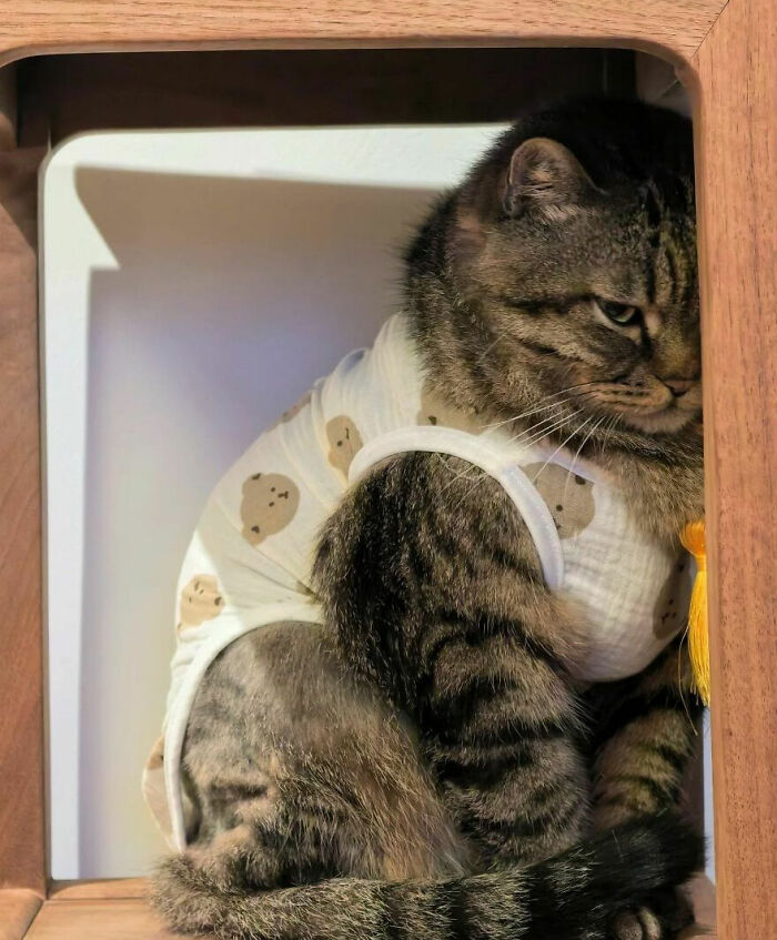 Cats Really Said “Catch Me Being Weird” In These 77 Out-Of-Context Photos Cats Really Said “Catch Me Being Weird” In These 77 Out-Of-Context Photos