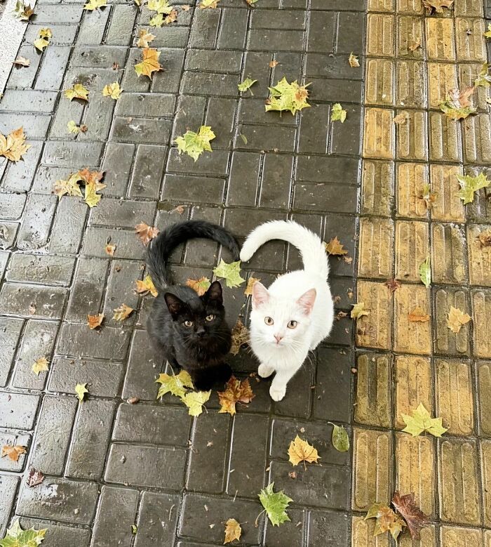 Cats Really Said “Catch Me Being Weird” In These 77 Out-Of-Context Photos Cats Really Said “Catch Me Being Weird” In These 77 Out-Of-Context Photos