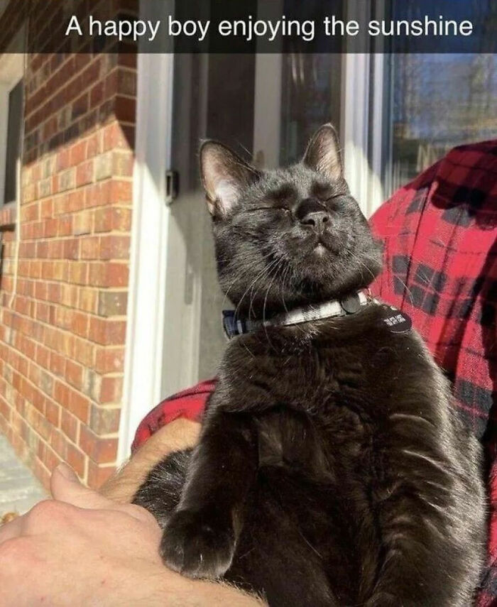 Cats Really Said “Catch Me Being Weird” In These 77 Out-Of-Context Photos Cats Really Said “Catch Me Being Weird” In These 77 Out-Of-Context Photos