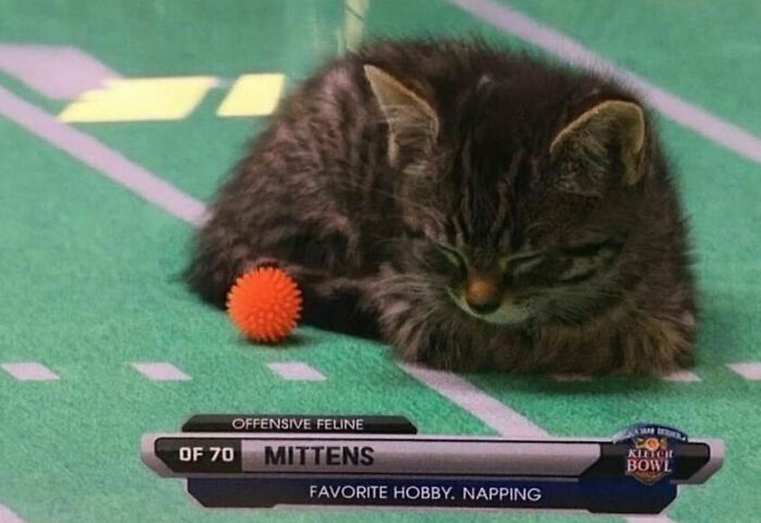 Cats Really Said “Catch Me Being Weird” In These 77 Out-Of-Context Photos Cats Really Said “Catch Me Being Weird” In These 77 Out-Of-Context Photos