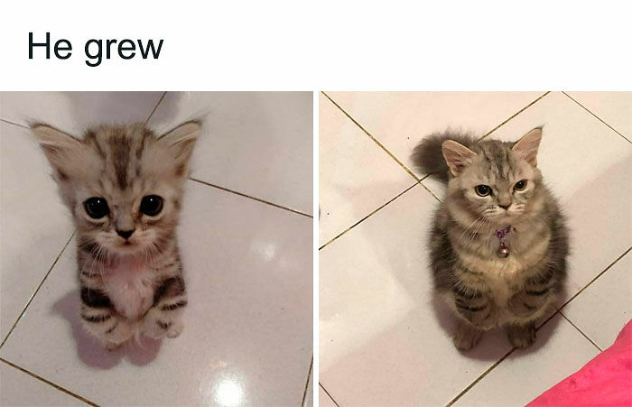 Cats Really Said “Catch Me Being Weird” In These 77 Out-Of-Context Photos Cats Really Said “Catch Me Being Weird” In These 77 Out-Of-Context Photos