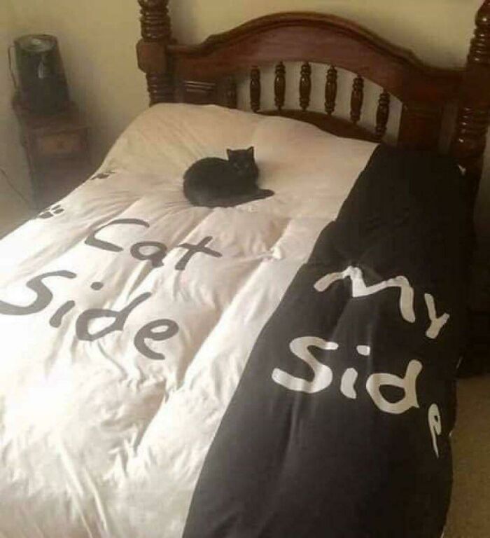 Cats Really Said “Catch Me Being Weird” In These 77 Out-Of-Context Photos Cats Really Said “Catch Me Being Weird” In These 77 Out-Of-Context Photos