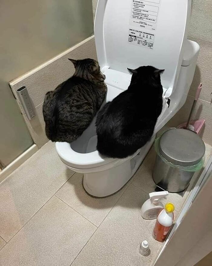 Cats Really Said “Catch Me Being Weird” In These 77 Out-Of-Context Photos Cats Really Said “Catch Me Being Weird” In These 77 Out-Of-Context Photos