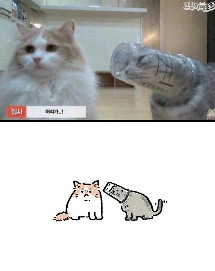 Cats Really Said “Catch Me Being Weird” In These 77 Out-Of-Context Photos Cats Really Said “Catch Me Being Weird” In These 77 Out-Of-Context Photos