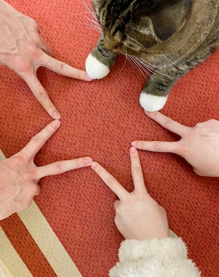Cats Really Said “Catch Me Being Weird” In These 77 Out-Of-Context Photos Cats Really Said “Catch Me Being Weird” In These 77 Out-Of-Context Photos
