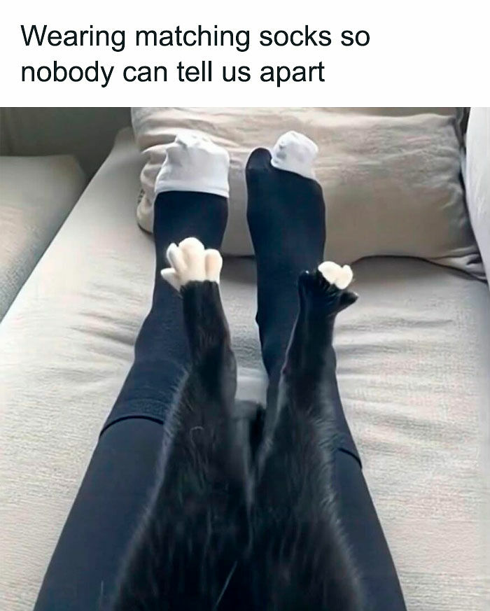 Cats Really Said “Catch Me Being Weird” In These 77 Out-Of-Context Photos Cats Really Said “Catch Me Being Weird” In These 77 Out-Of-Context Photos