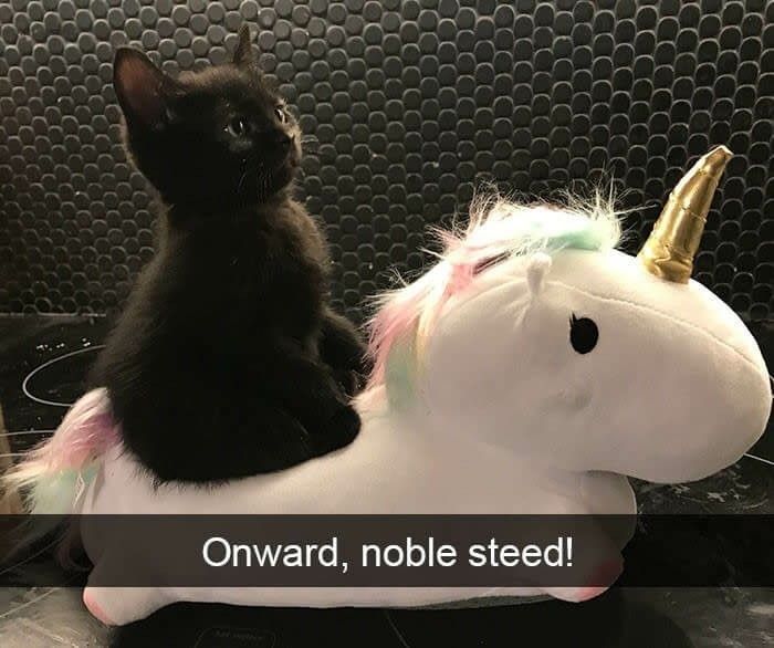Cats Really Said “Catch Me Being Weird” In These 77 Out-Of-Context Photos Cats Really Said “Catch Me Being Weird” In These 77 Out-Of-Context Photos