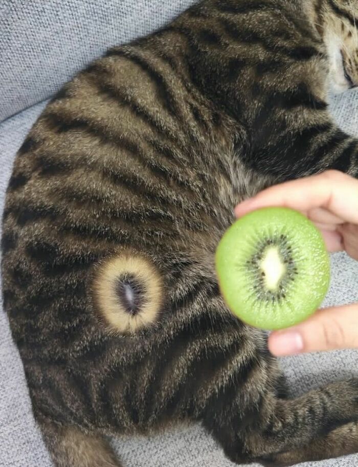 Cats Really Said “Catch Me Being Weird” In These 77 Out-Of-Context Photos Cats Really Said “Catch Me Being Weird” In These 77 Out-Of-Context Photos