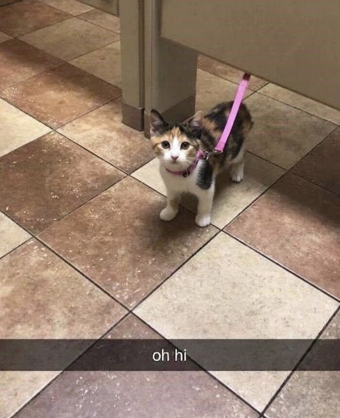Cats Really Said “Catch Me Being Weird” In These 77 Out-Of-Context Photos Cats Really Said “Catch Me Being Weird” In These 77 Out-Of-Context Photos