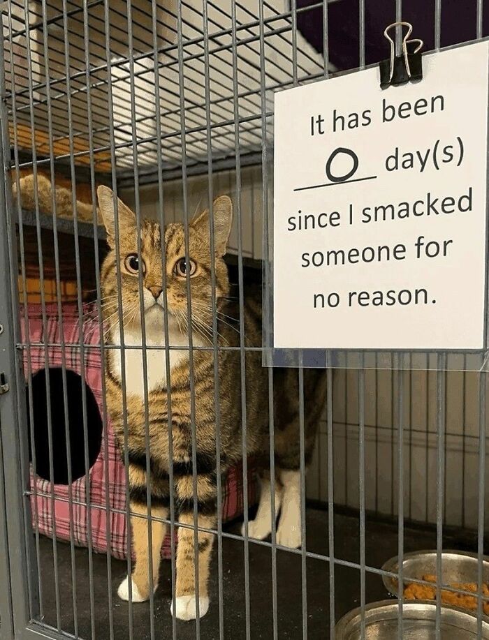 Cats Really Said “Catch Me Being Weird” In These 77 Out-Of-Context Photos Cats Really Said “Catch Me Being Weird” In These 77 Out-Of-Context Photos