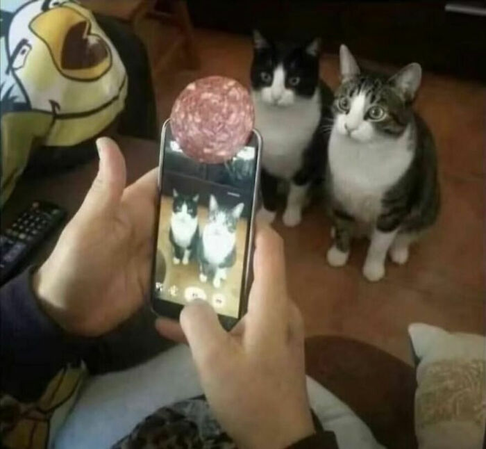 Cats Really Said “Catch Me Being Weird” In These 77 Out-Of-Context Photos Cats Really Said “Catch Me Being Weird” In These 77 Out-Of-Context Photos