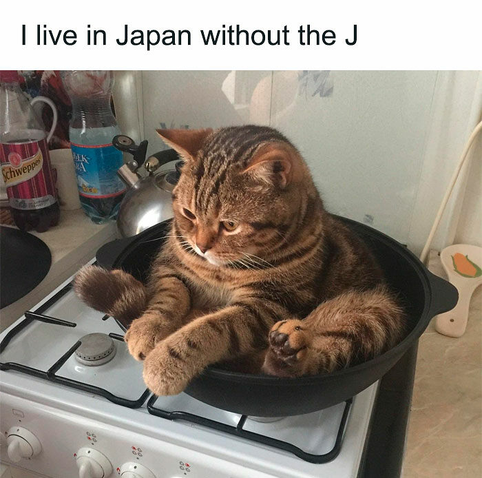 Cats Really Said “Catch Me Being Weird” In These 77 Out-Of-Context Photos Cats Really Said “Catch Me Being Weird” In These 77 Out-Of-Context Photos