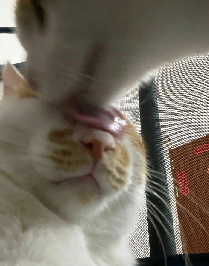 Cats Really Said “Catch Me Being Weird” In These 77 Out-Of-Context Photos Cats Really Said “Catch Me Being Weird” In These 77 Out-Of-Context Photos