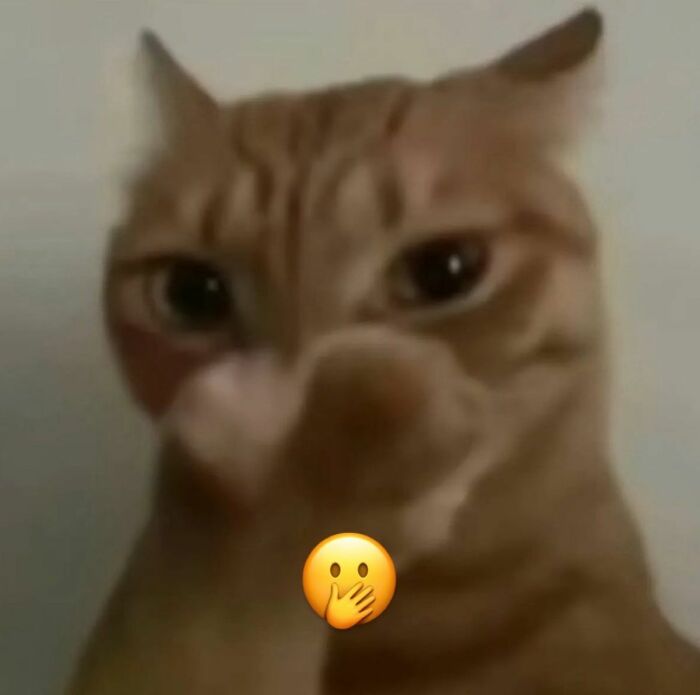 Cats Really Said “Catch Me Being Weird” In These 77 Out-Of-Context Photos Cats Really Said “Catch Me Being Weird” In These 77 Out-Of-Context Photos