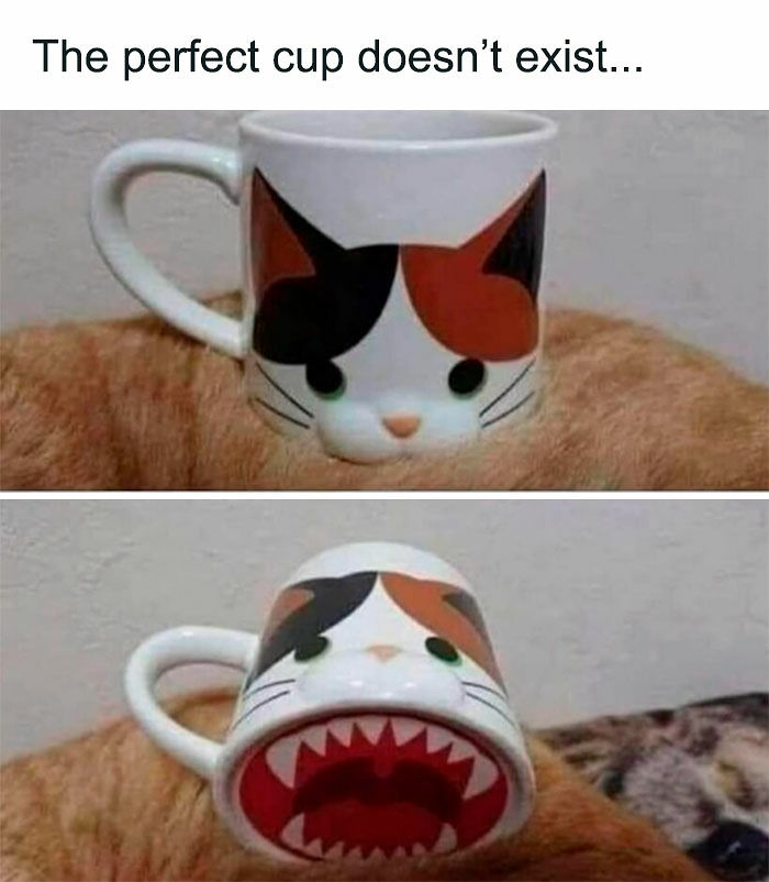 Cats Really Said “Catch Me Being Weird” In These 77 Out-Of-Context Photos Cats Really Said “Catch Me Being Weird” In These 77 Out-Of-Context Photos