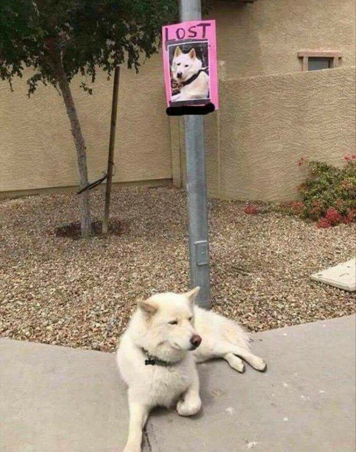 100 Extremely Unlikely Moments That People Somehow Managed To Capture