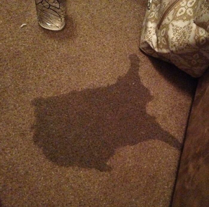 100 Extremely Unlikely Moments That People Somehow Managed To Capture