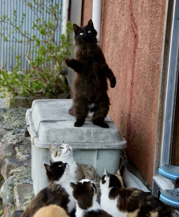 92 Hilarious Times People Interrupted Cats’ Important Meetings (New Pics) 92 Hilarious Times People Interrupted Cats’ Important Meetings (New Pics)