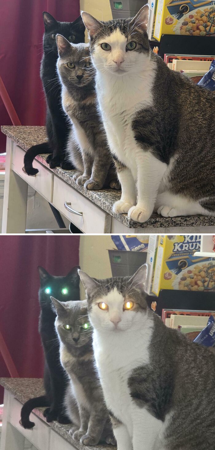 92 Hilarious Times People Interrupted Cats’ Important Meetings (New Pics) 92 Hilarious Times People Interrupted Cats’ Important Meetings (New Pics)