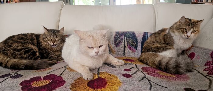 92 Hilarious Times People Interrupted Cats’ Important Meetings (New Pics) 92 Hilarious Times People Interrupted Cats’ Important Meetings (New Pics)