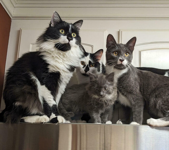 92 Hilarious Times People Interrupted Cats’ Important Meetings (New Pics) 92 Hilarious Times People Interrupted Cats’ Important Meetings (New Pics)