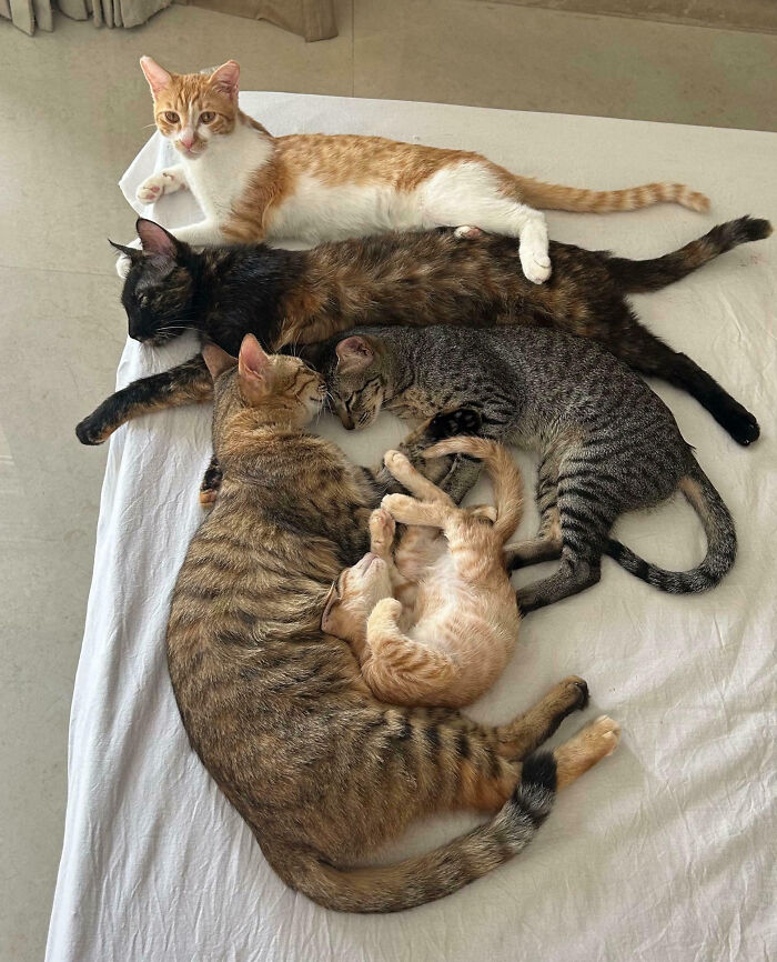 92 Hilarious Times People Interrupted Cats’ Important Meetings (New Pics) 92 Hilarious Times People Interrupted Cats’ Important Meetings (New Pics)