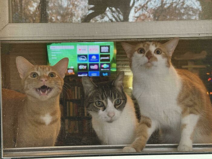 92 Hilarious Times People Interrupted Cats’ Important Meetings (New Pics) 92 Hilarious Times People Interrupted Cats’ Important Meetings (New Pics)