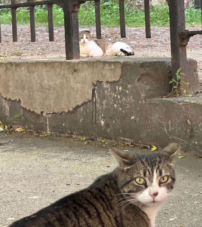 92 Hilarious Times People Interrupted Cats’ Important Meetings (New Pics) 92 Hilarious Times People Interrupted Cats’ Important Meetings (New Pics)