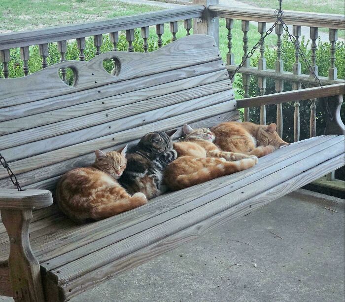 92 Hilarious Times People Interrupted Cats’ Important Meetings (New Pics) 92 Hilarious Times People Interrupted Cats’ Important Meetings (New Pics)