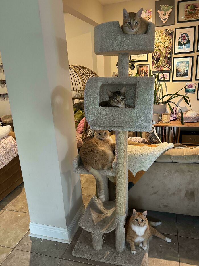 92 Hilarious Times People Interrupted Cats’ Important Meetings (New Pics) 92 Hilarious Times People Interrupted Cats’ Important Meetings (New Pics)