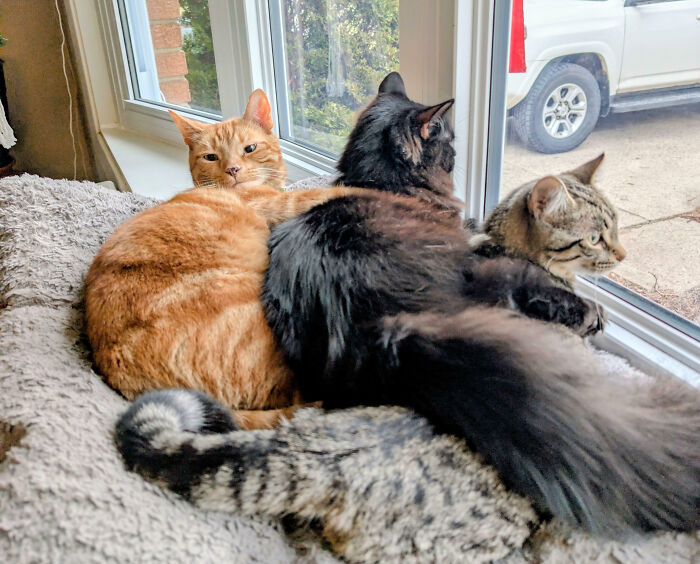 92 Hilarious Times People Interrupted Cats’ Important Meetings (New Pics) 92 Hilarious Times People Interrupted Cats’ Important Meetings (New Pics)
