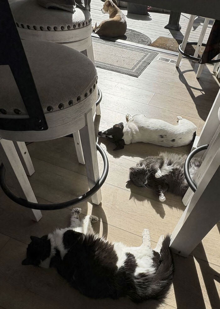 92 Hilarious Times People Interrupted Cats’ Important Meetings (New Pics) 92 Hilarious Times People Interrupted Cats’ Important Meetings (New Pics)
